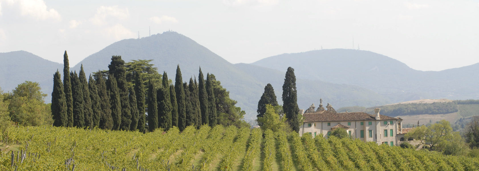 Visuale della collina vicentina con vigneti e cipressi dietro la Villa di Montruglio.
