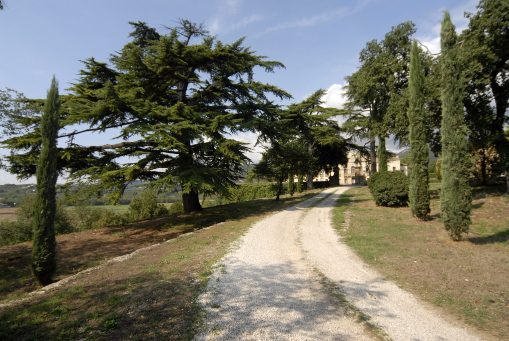 Stradina sterrata che porta all'entrata della Villa di Montruglio costeggiata dagli alberi